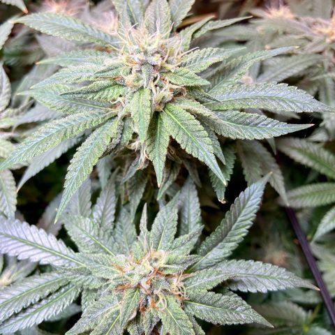 Mac growlog timeline photo