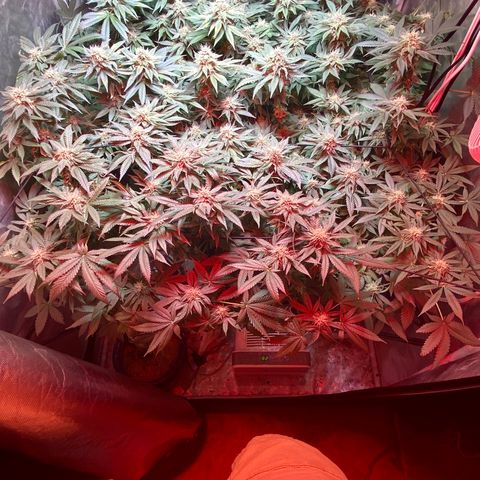 Mac growlog timeline photo
