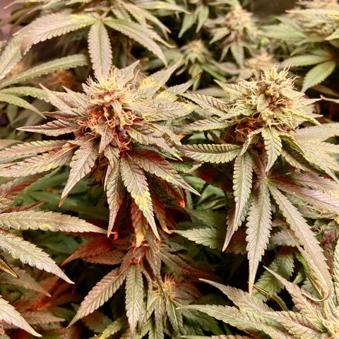 Mac growlog timeline photo