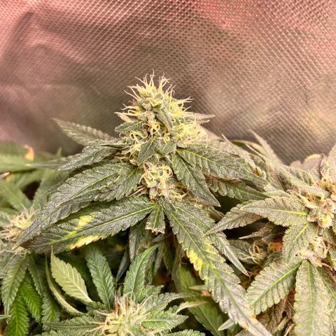 Mac growlog timeline photo