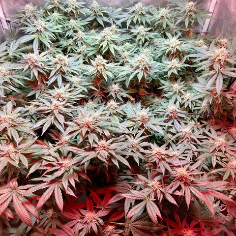 Mac growlog timeline photo