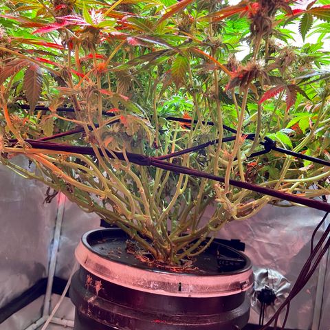 Mac growlog timeline photo