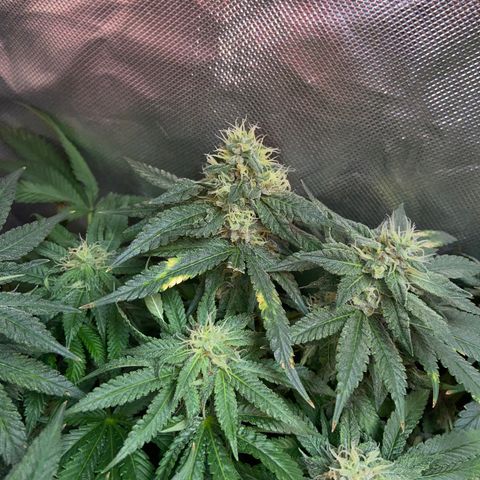 Mac growlog timeline photo