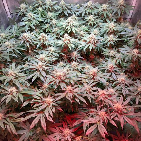 Mac growlog timeline photo
