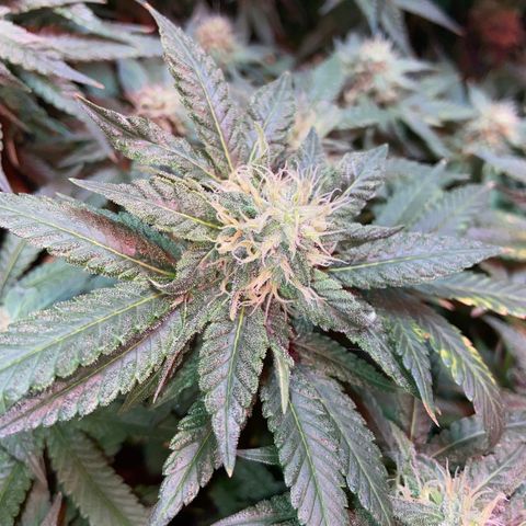 Mac growlog timeline photo
