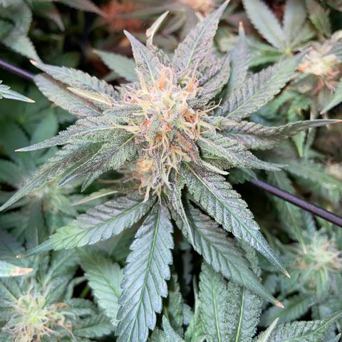 Mac growlog timeline photo