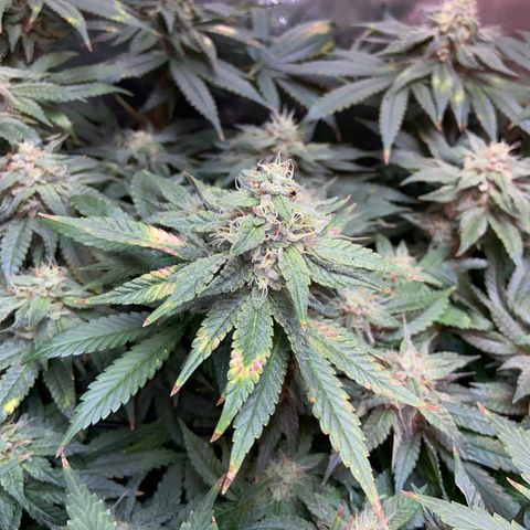 Mac growlog timeline photo