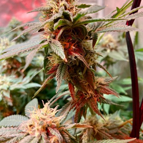 Mac growlog timeline photo