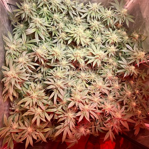 Mac growlog timeline photo