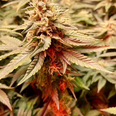 Mac growlog timeline photo
