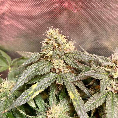 Mac growlog timeline photo