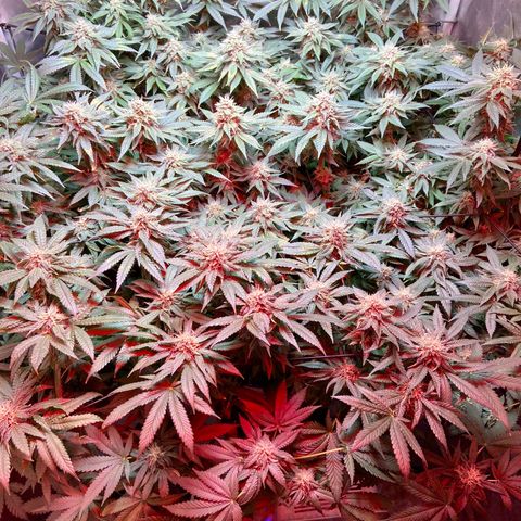 Mac growlog timeline photo