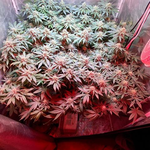 Mac growlog timeline photo