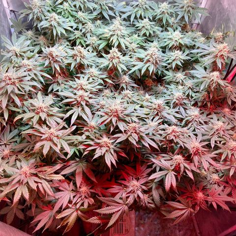 Mac growlog timeline photo