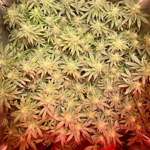 Mac growlog timeline photo