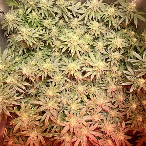 Mac growlog timeline photo