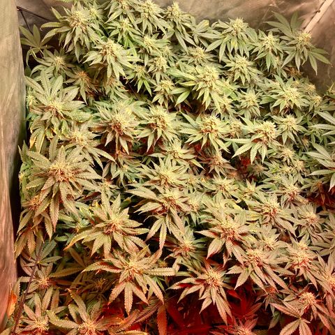 Mac growlog timeline photo