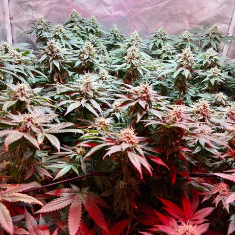 Mac growlog timeline photo