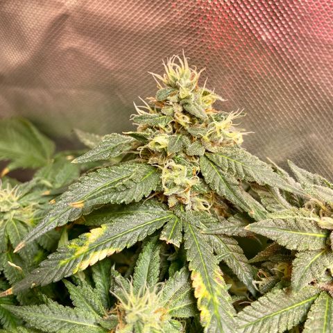 Mac growlog timeline photo