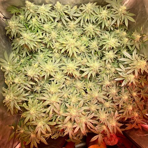Mac growlog timeline photo