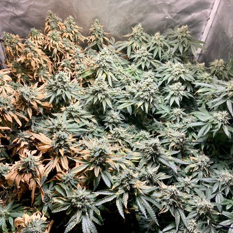 Mac growlog timeline photo