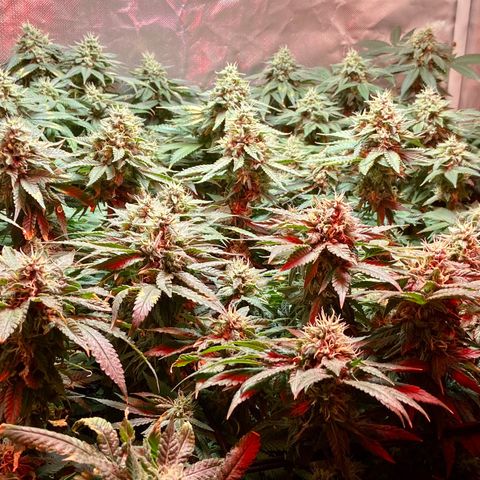 Mac growlog timeline photo