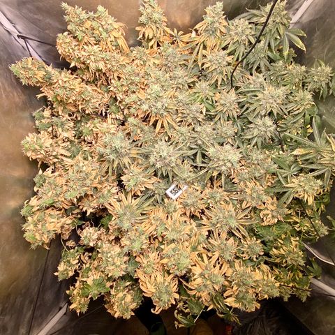 Mac growlog photo: Ready to chop!