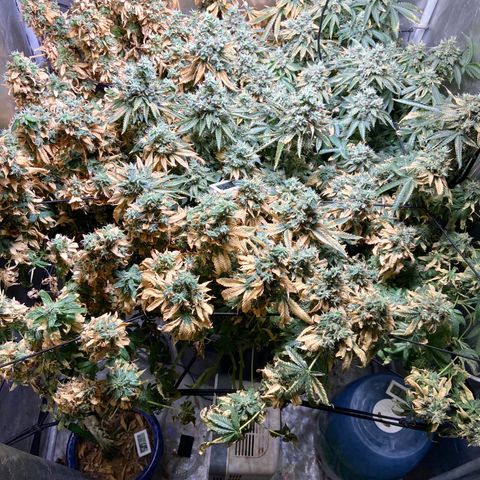 Mac growlog photo: Ready to chop!