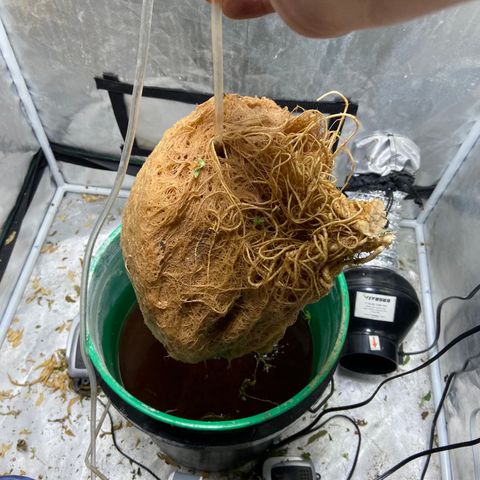 Mac growlog photo: Ready to chop!
