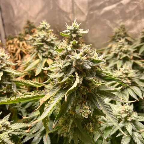 Mac growlog timeline photo