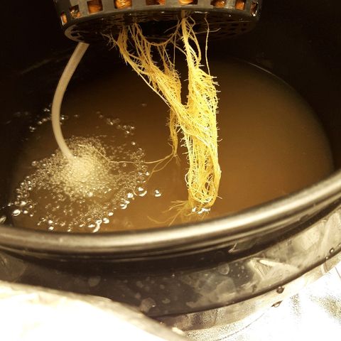 Tropicana cookies  growlog timeline photo