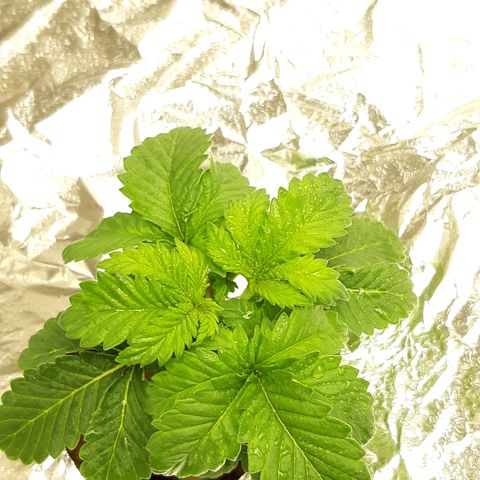 Tropicana cookies  growlog timeline photo