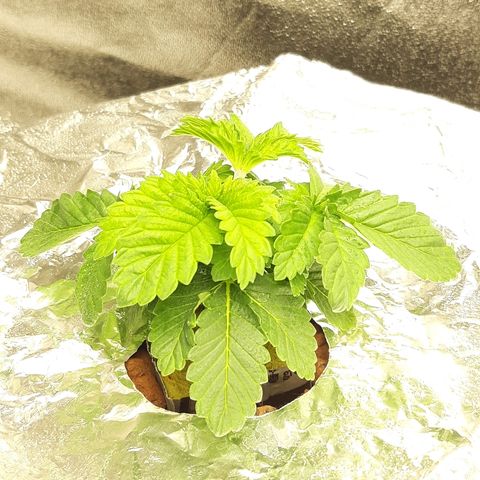 Tropicana cookies  growlog timeline photo
