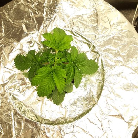 Tropicana cookies  growlog timeline photo