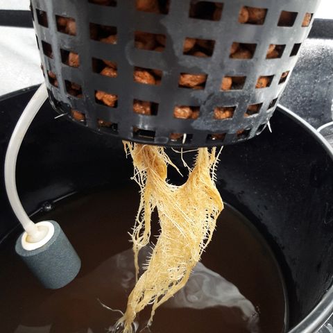Tropicana cookies  growlog timeline photo