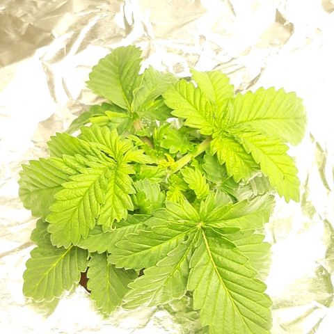 Tropicana cookies  growlog timeline photo