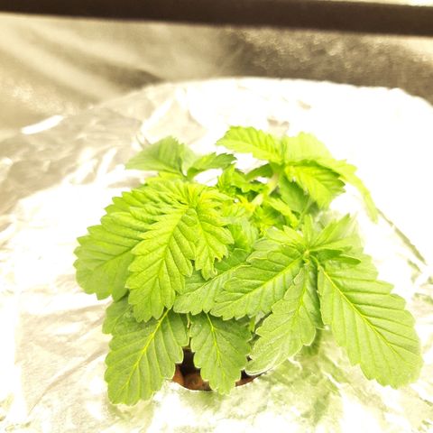 Tropicana cookies  growlog timeline photo