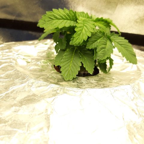 Tropicana cookies  growlog timeline photo