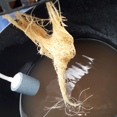 Tropicana cookies  growlog timeline photo