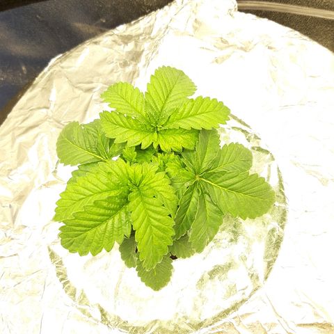 Tropicana cookies  growlog timeline photo
