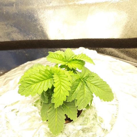 Tropicana cookies  growlog timeline photo
