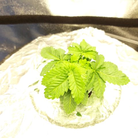 Tropicana cookies  growlog timeline photo