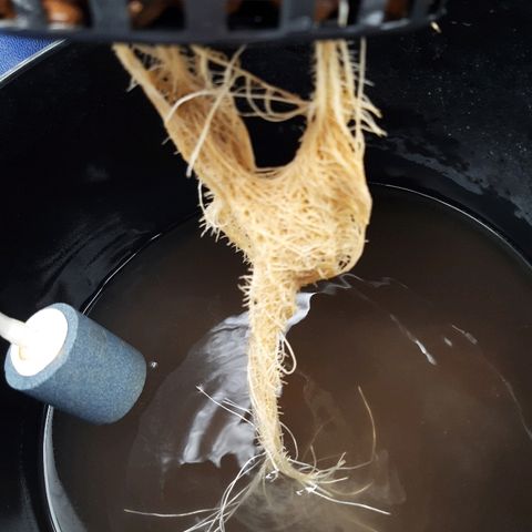 Tropicana cookies  growlog timeline photo