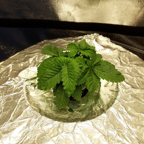 Tropicana cookies  growlog timeline photo