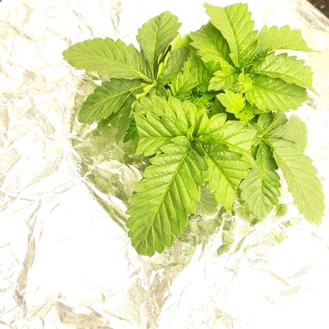 Tropicana cookies  growlog timeline photo