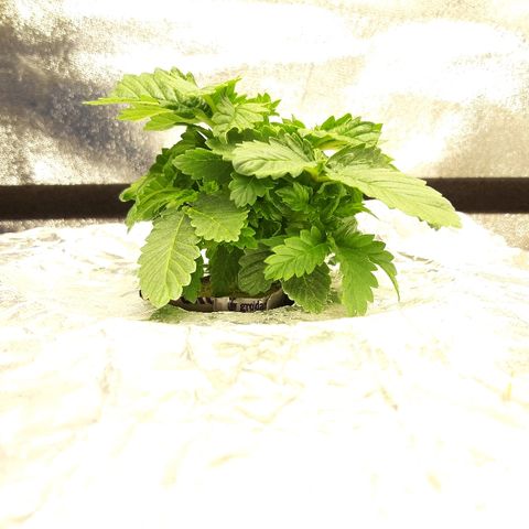 Tropicana cookies  growlog timeline photo