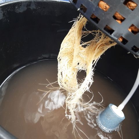 Tropicana cookies  growlog timeline photo