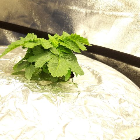 Tropicana cookies  growlog timeline photo