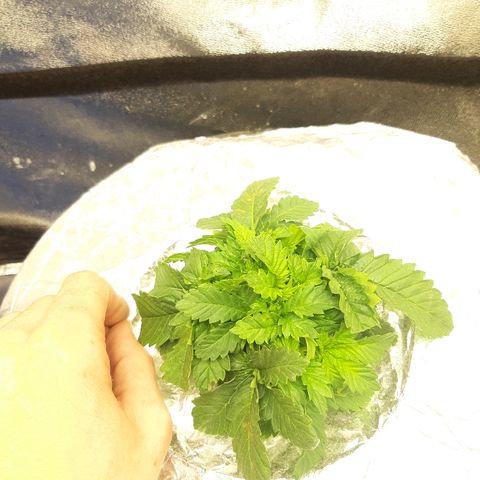 Tropicana cookies  growlog timeline photo