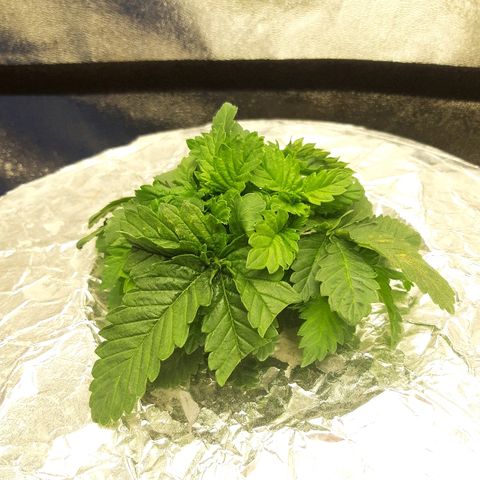 Tropicana cookies  growlog timeline photo